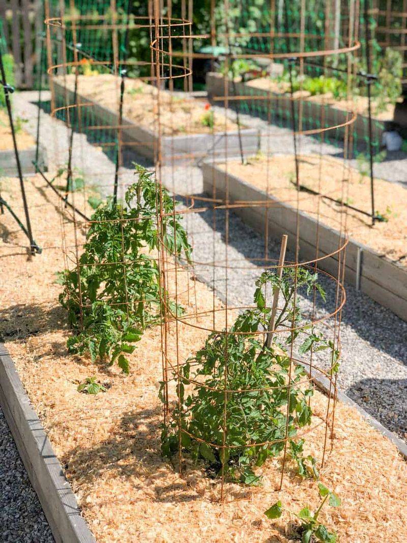 Indeterminate Tomatoes Produce Longer With Tall Cages Or Stakes