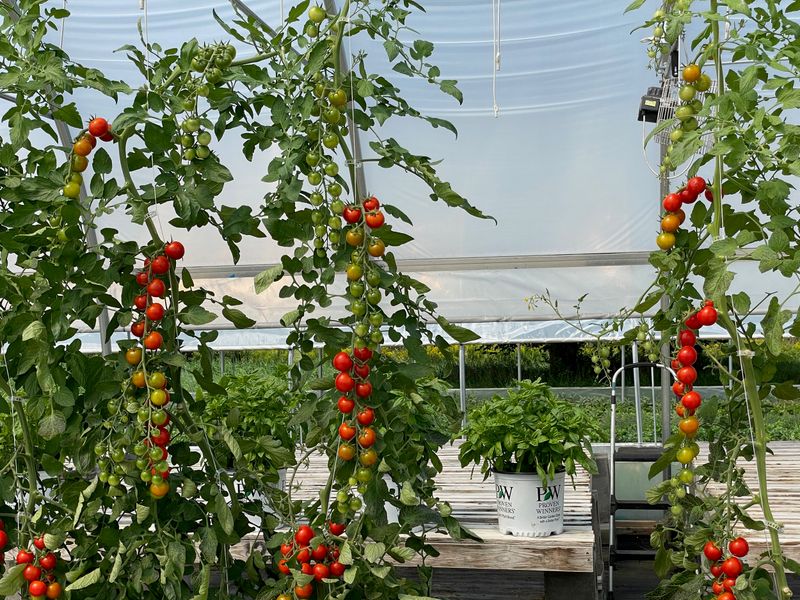 Indeterminate Tomatoes (Solanum lycopersicum)