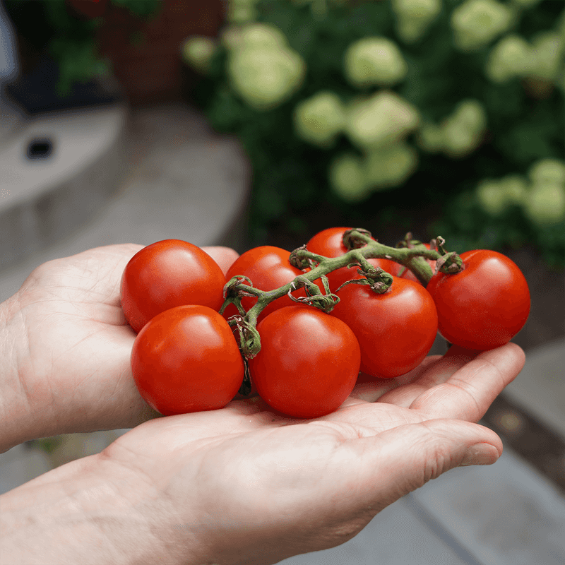 Indeterminate Tomatoes (Solanum lycopersicum)
