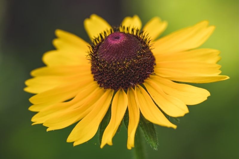 Black-Eyed Susan
