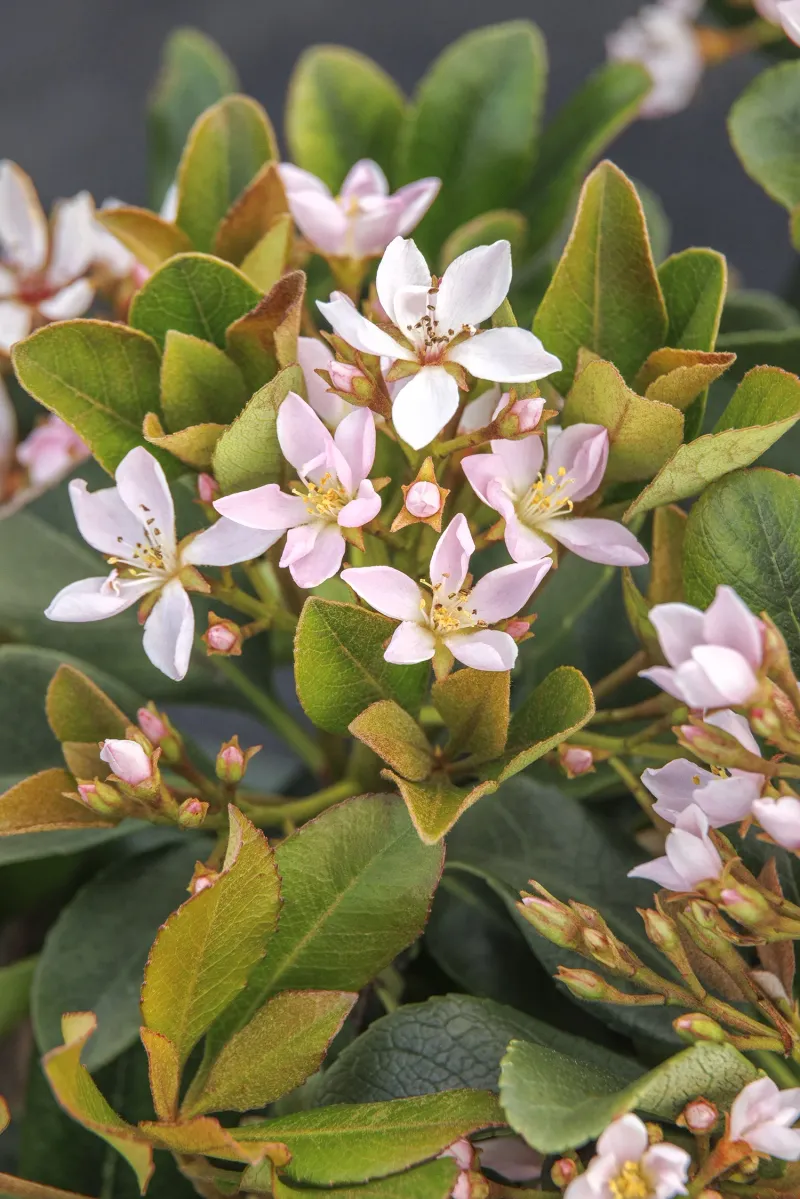 Indian Hawthorn (Rhaphiolepis Indica)