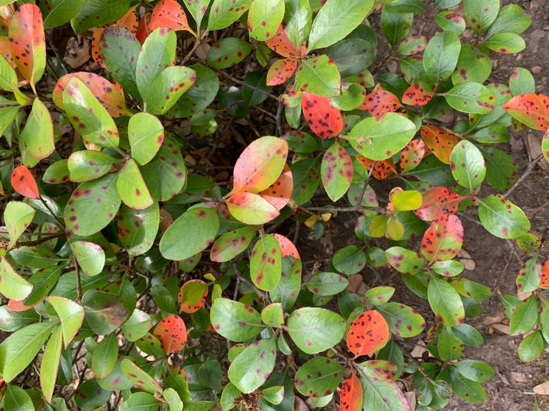Indian Hawthorn Struggles When Humidity Brings Leaf Spot
