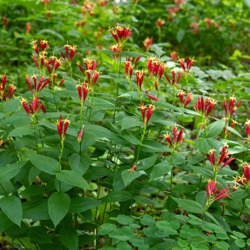 Indian Pink Brings Better Color To Shady North Carolina Yards