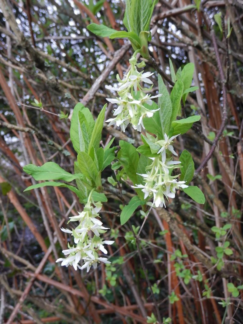 Indian Plum
