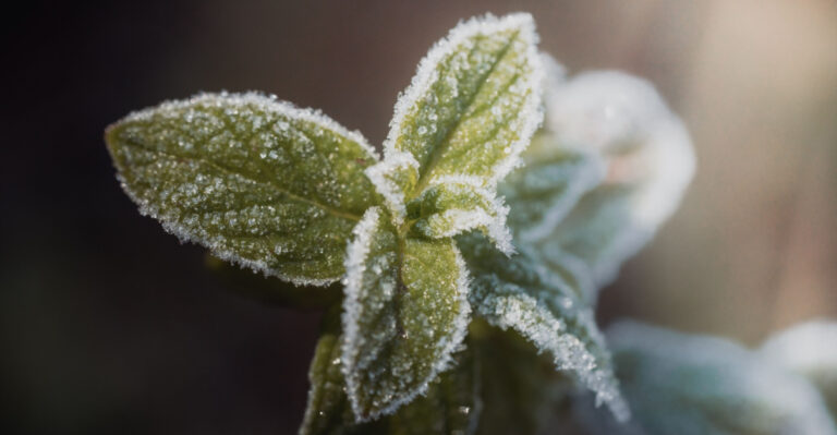 Indiana Has A “False Spring” Trap In May That Only Veteran Gardeners Know How To Avoid