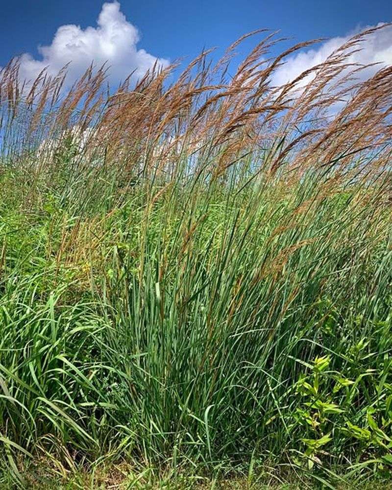 Indiangrass Indiangrass