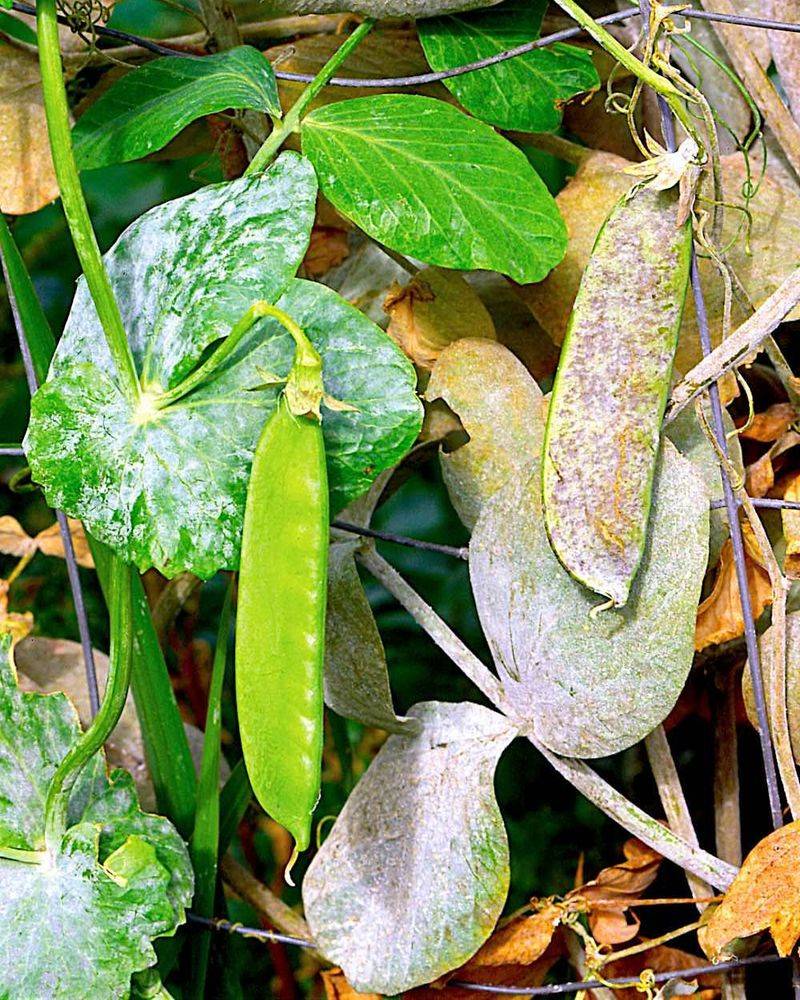 Infections Often Start On Shaded Or Older Leaves