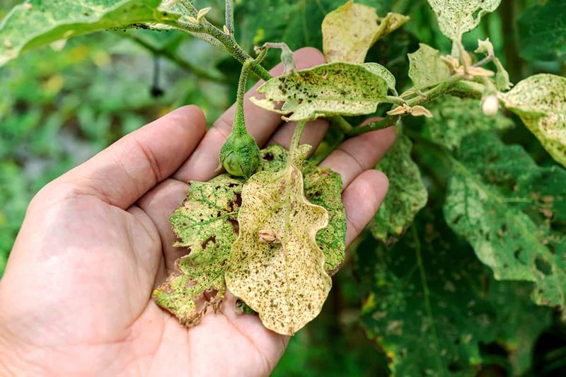 Infested Plant Debris Gives Pests A Place To Hide