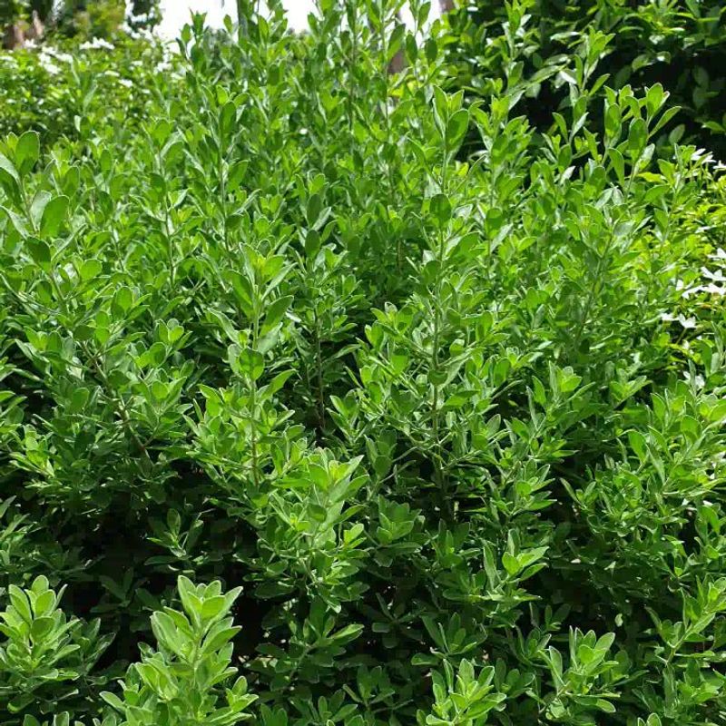 Inkberry Holds Structure In Moist Clay Beds