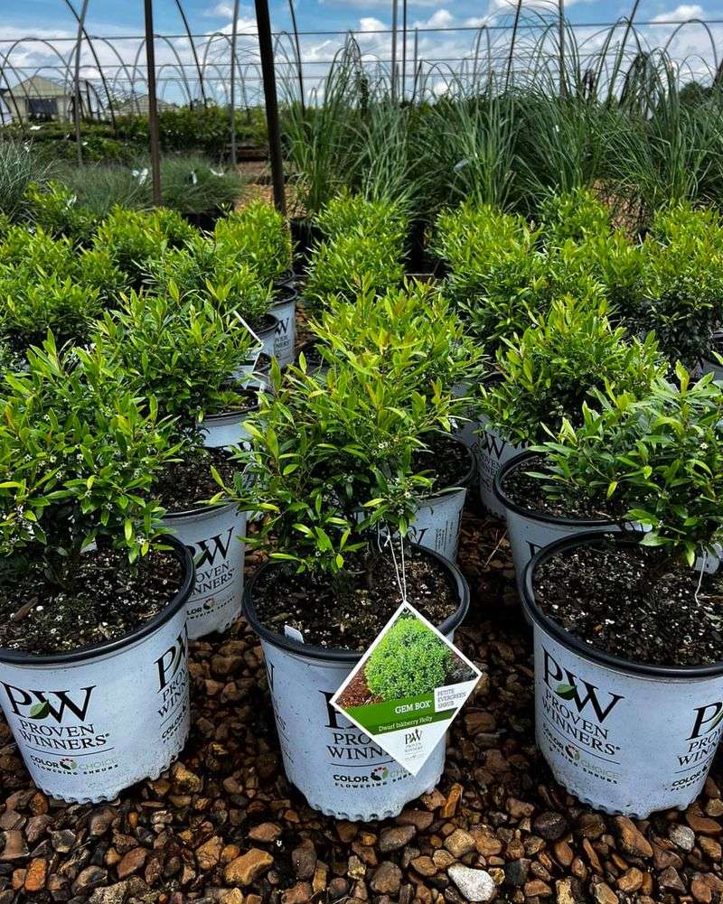 Inkberry Holly