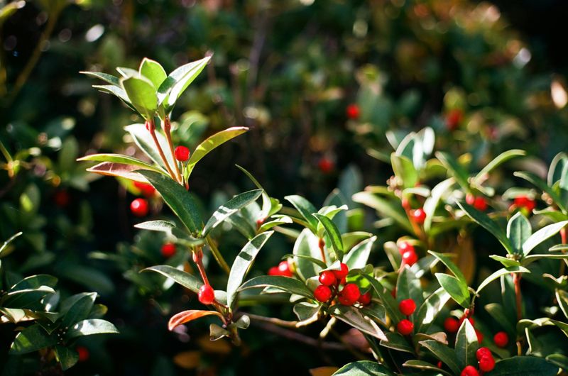 Inkberry Holly