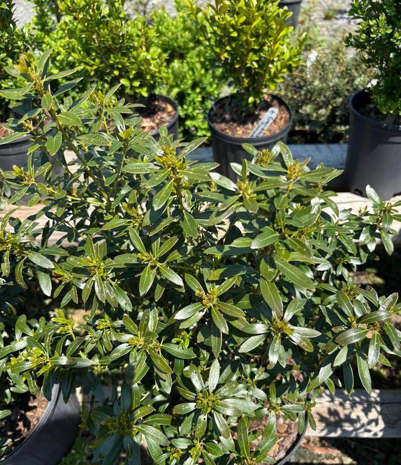 Inkberry Holly