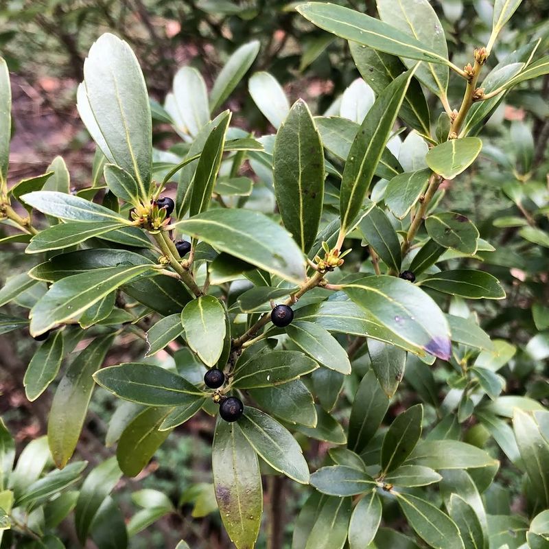 Inkberry Holly Adds Native Evergreen Color Inkberry Holly Adds Native Evergreen Color