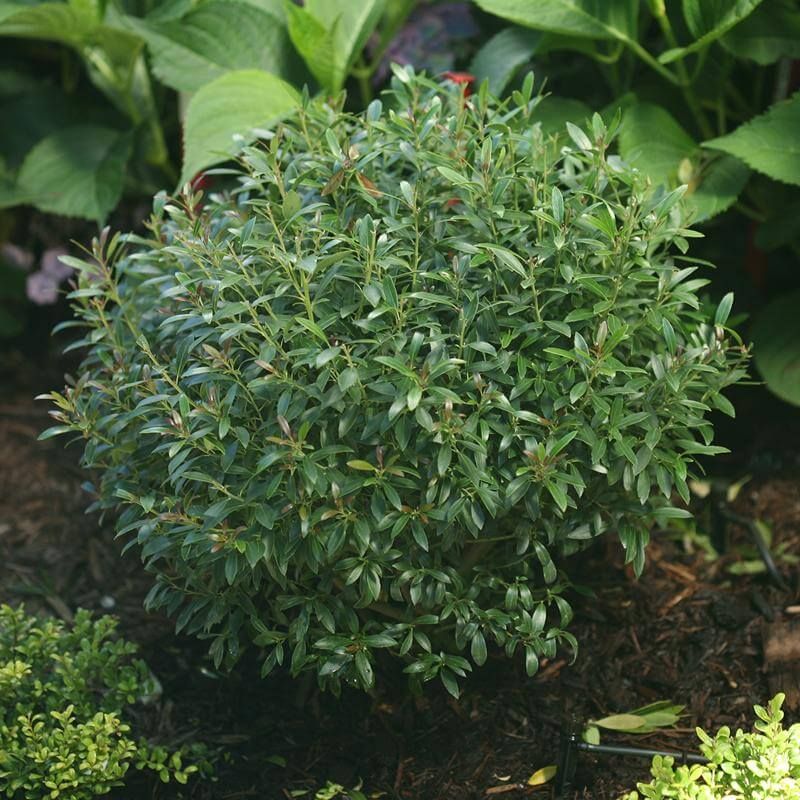 Inkberry Holly Brings Evergreen Structure
