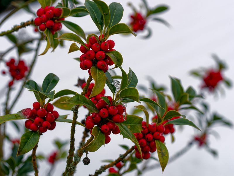 Inkberry Holly (Ilex Glabra)