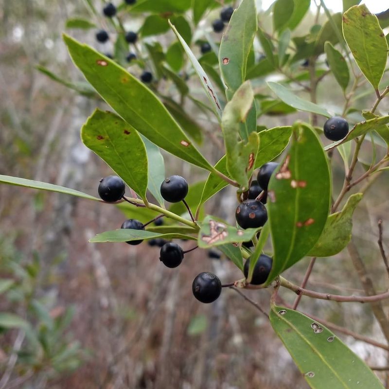 Inkberry Holly Keeps Its Shape Year-Round