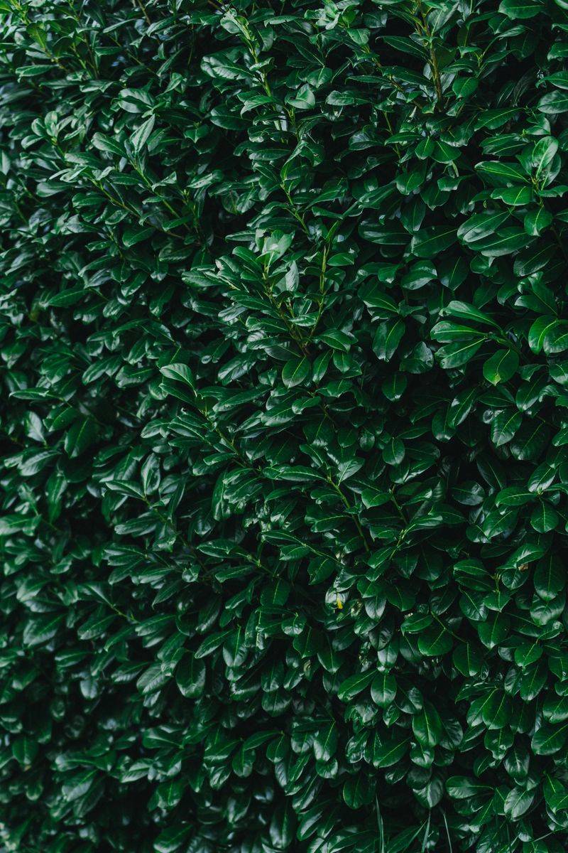 Inkberry Holly Vs. Privacy Fence