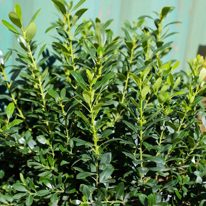 Inkberry Keeps Privacy Green In Damp Soil