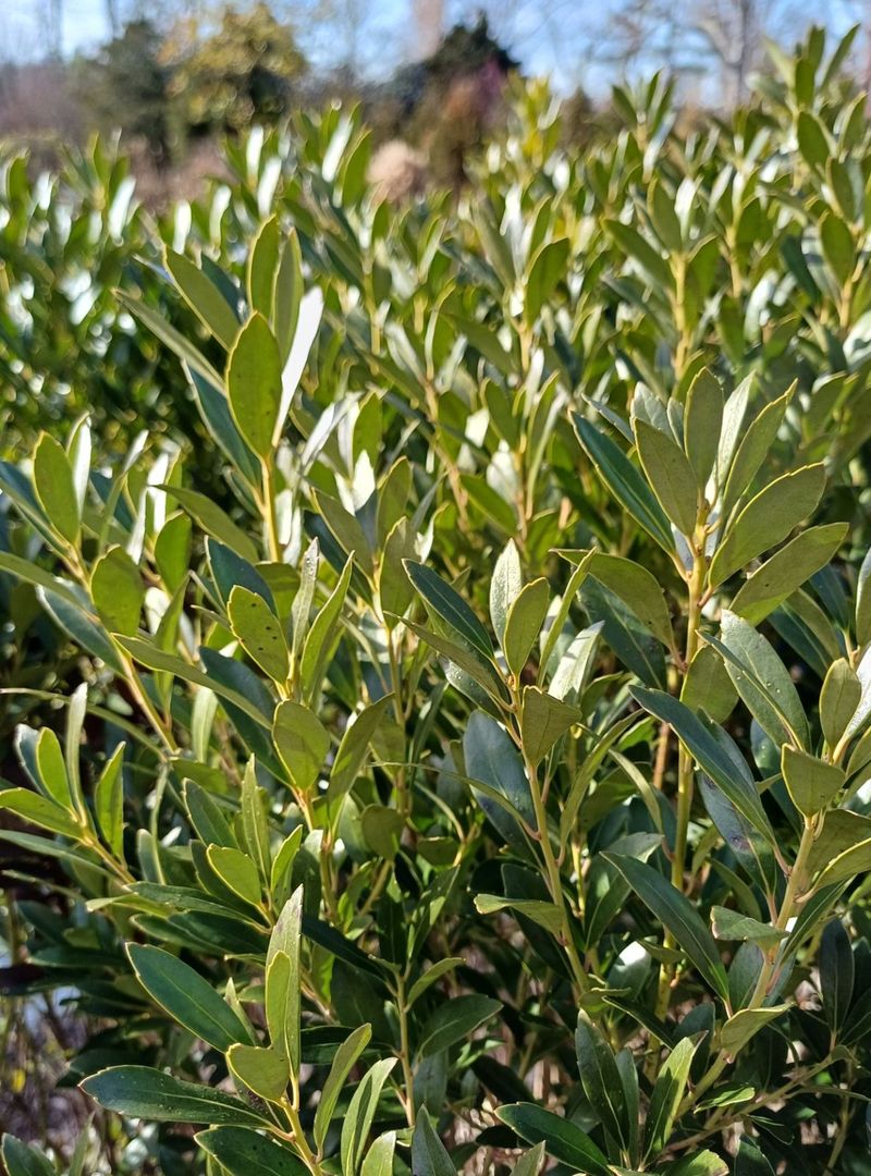 Inkberry Keeps Things Green In Wetter Soil