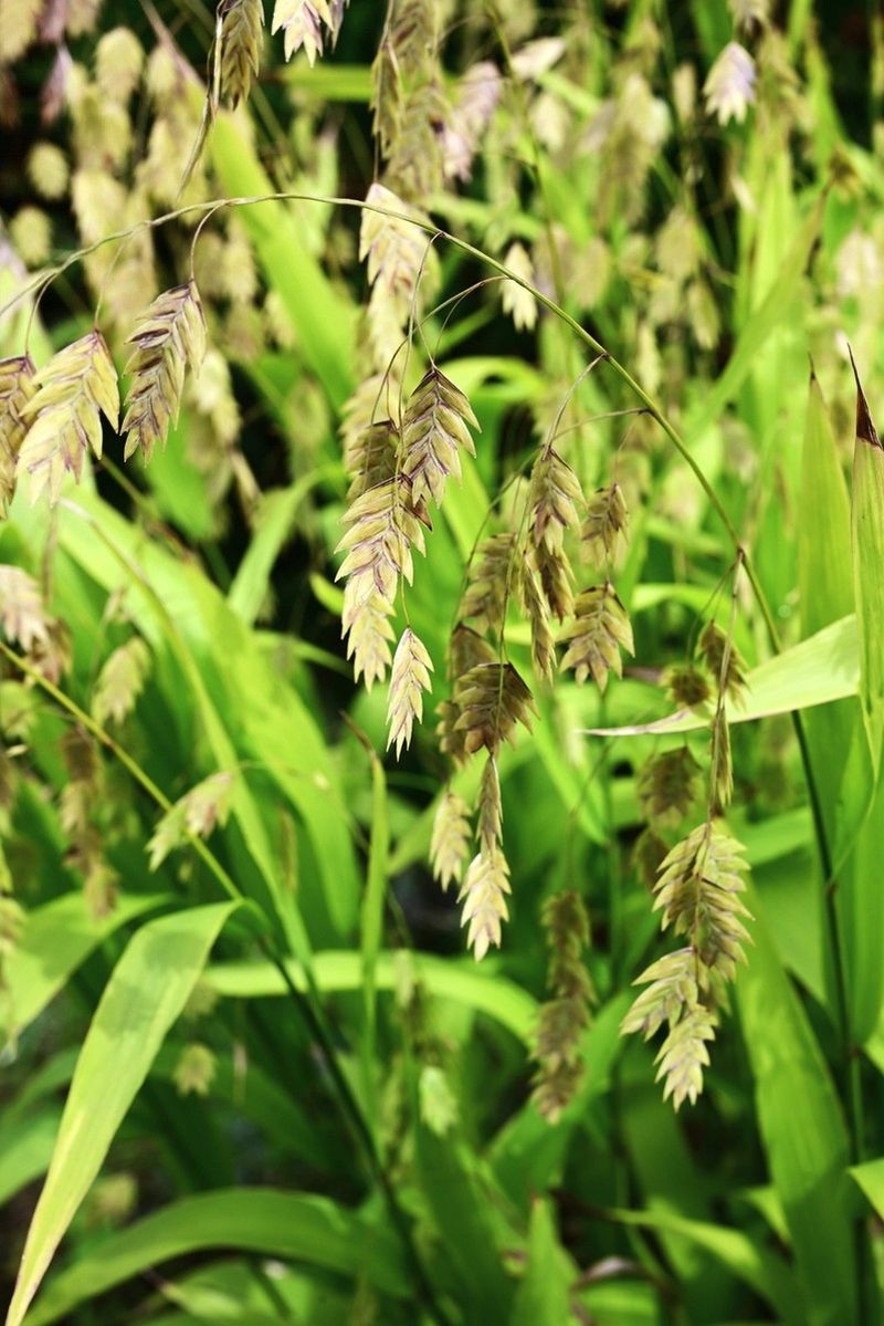 Inland Sea Oats
