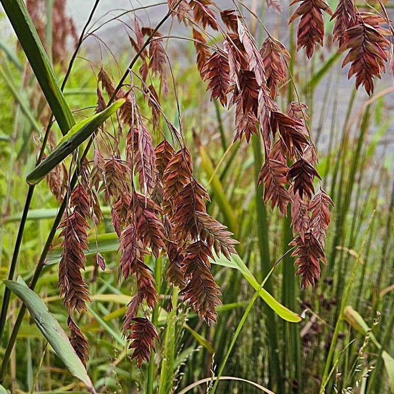 Inland Sea Oats