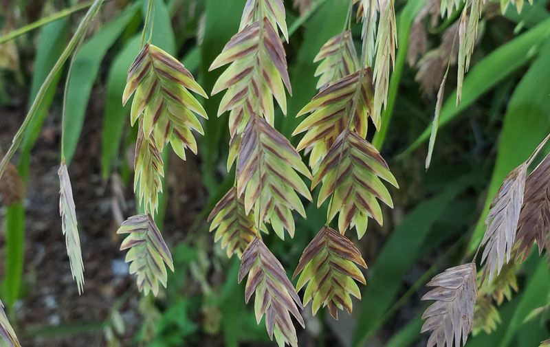 Inland Sea Oats