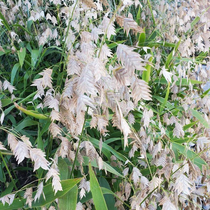 Inland Sea Oats