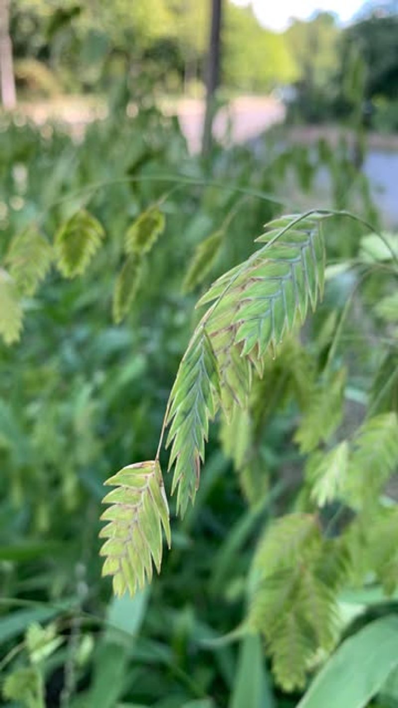 Inland Sea Oats