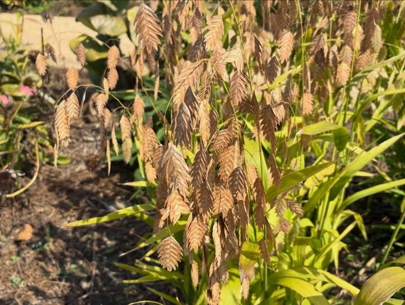 Inland Sea Oats