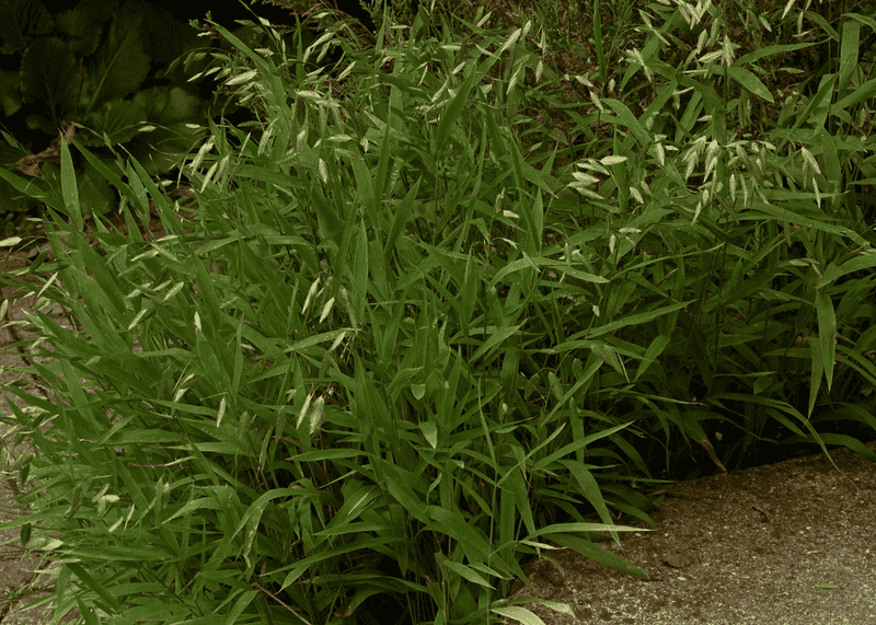Inland Sea Oats Adds Easy Native Texture