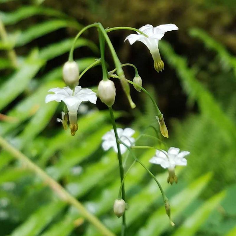 Inside-Out Flower