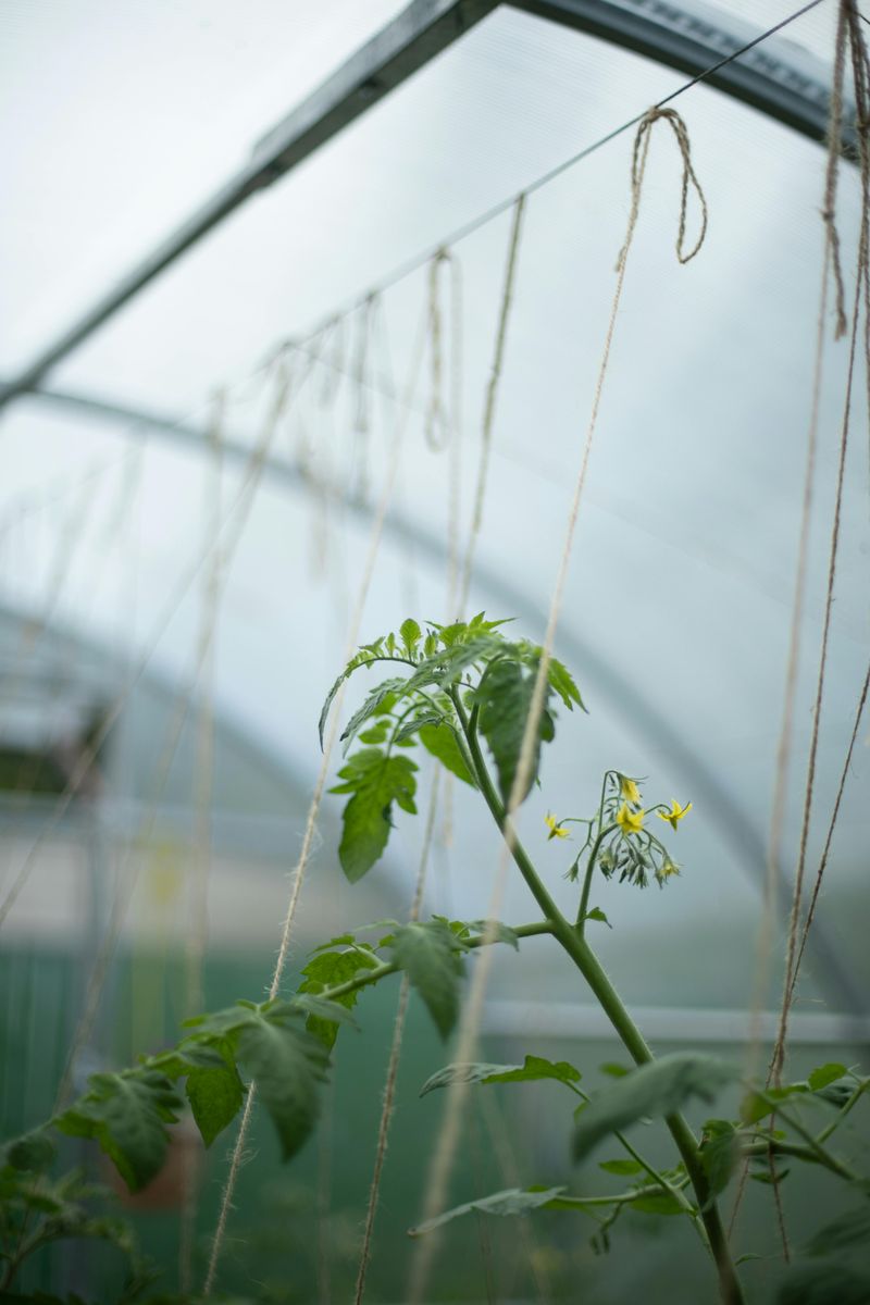 Inspect Daily For Stink Bugs, Hornworms, And Aphids