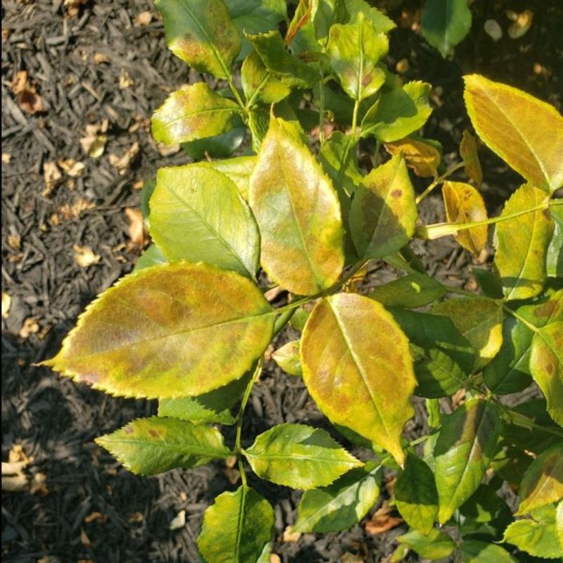 Inspect For Early Pests And Diseases Inspect For Early Pests And Diseases