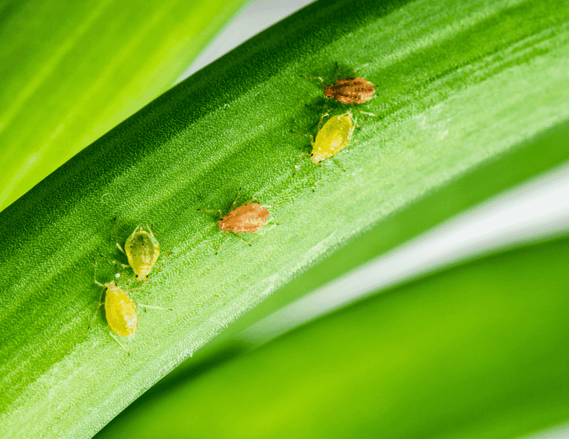 Inspect For Early Pests