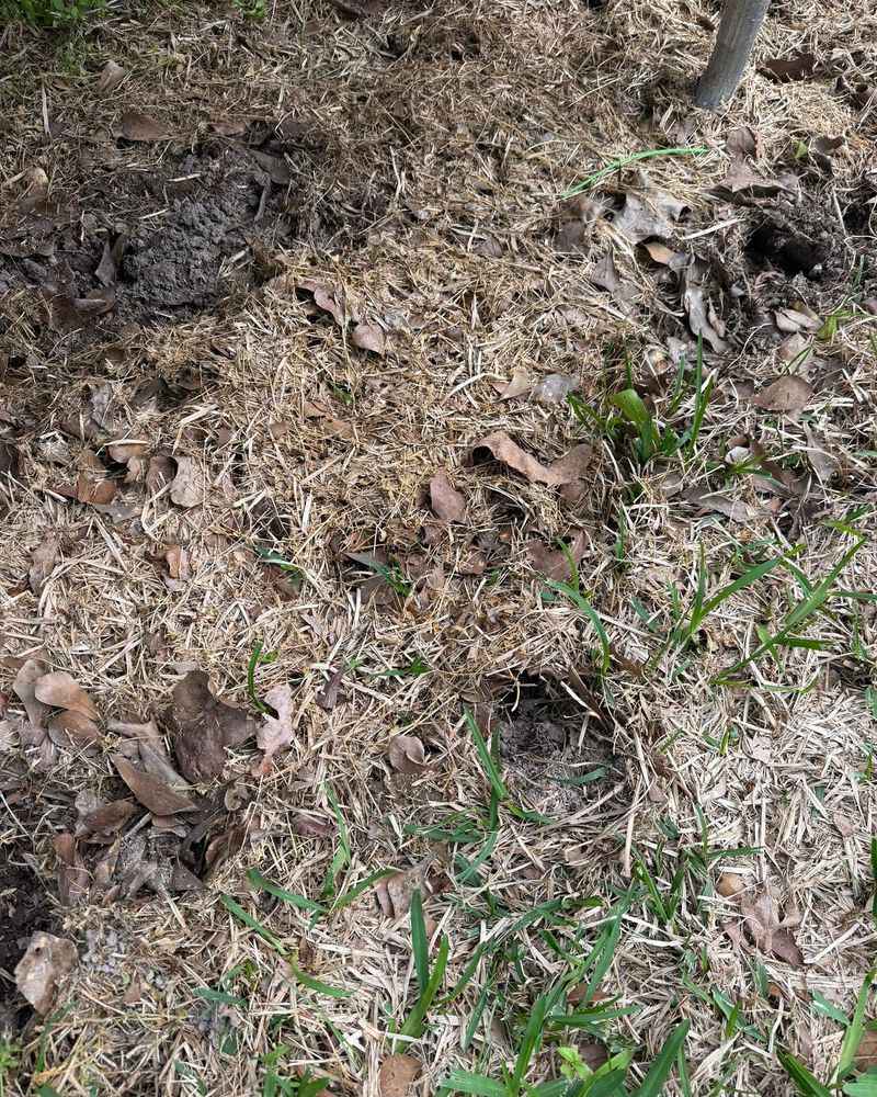 Inspect Mulch And Compost For Overnight Digging Inspect Mulch And Compost For Overnight Digging
