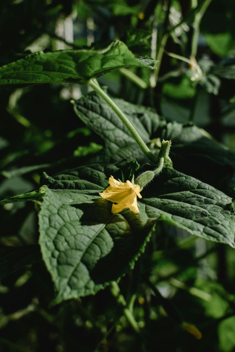 Inspect Surrounding Plants For Pests
