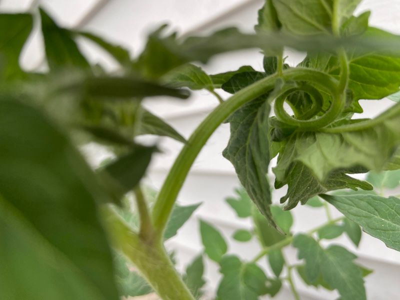 Inspect Tomatoes For Pests And Stress