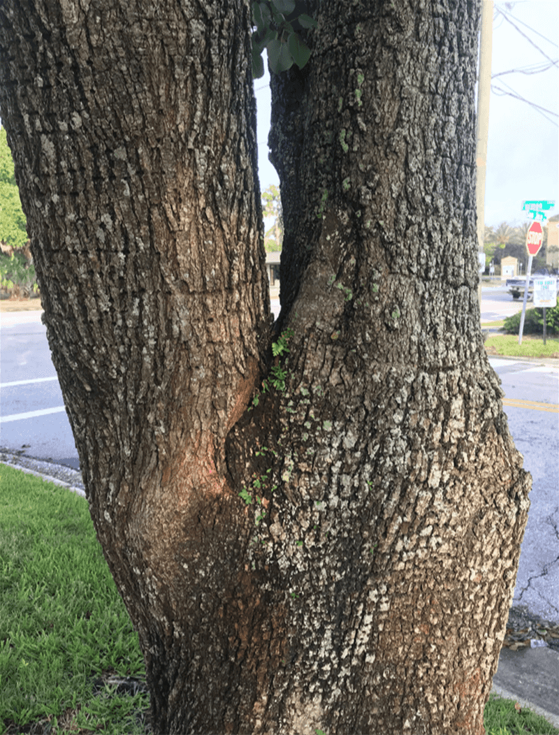 Inspect Trees Before Storm Winds Arrive