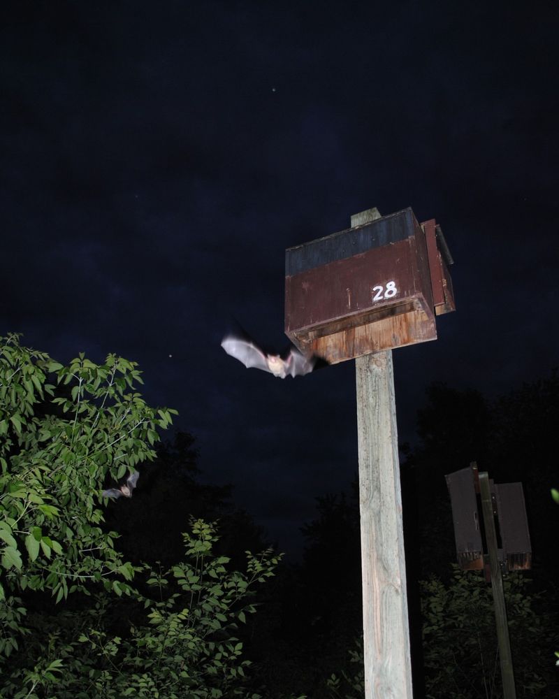 Install A Bat House In The Right Sunny Spot Install A Bat House In The Right Sunny Spot
