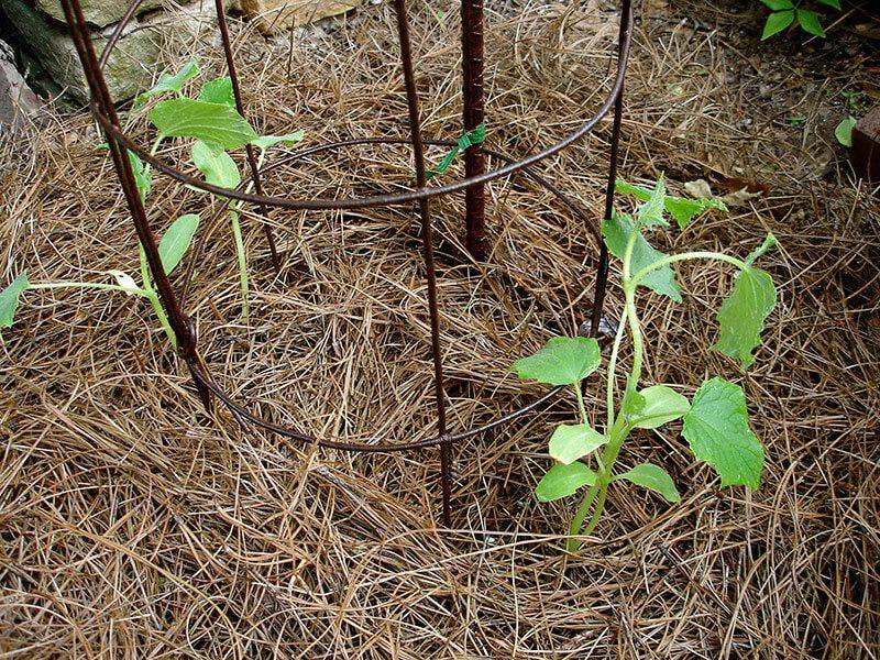 Install A Trellis Before Cucumber Vines Start Spreading