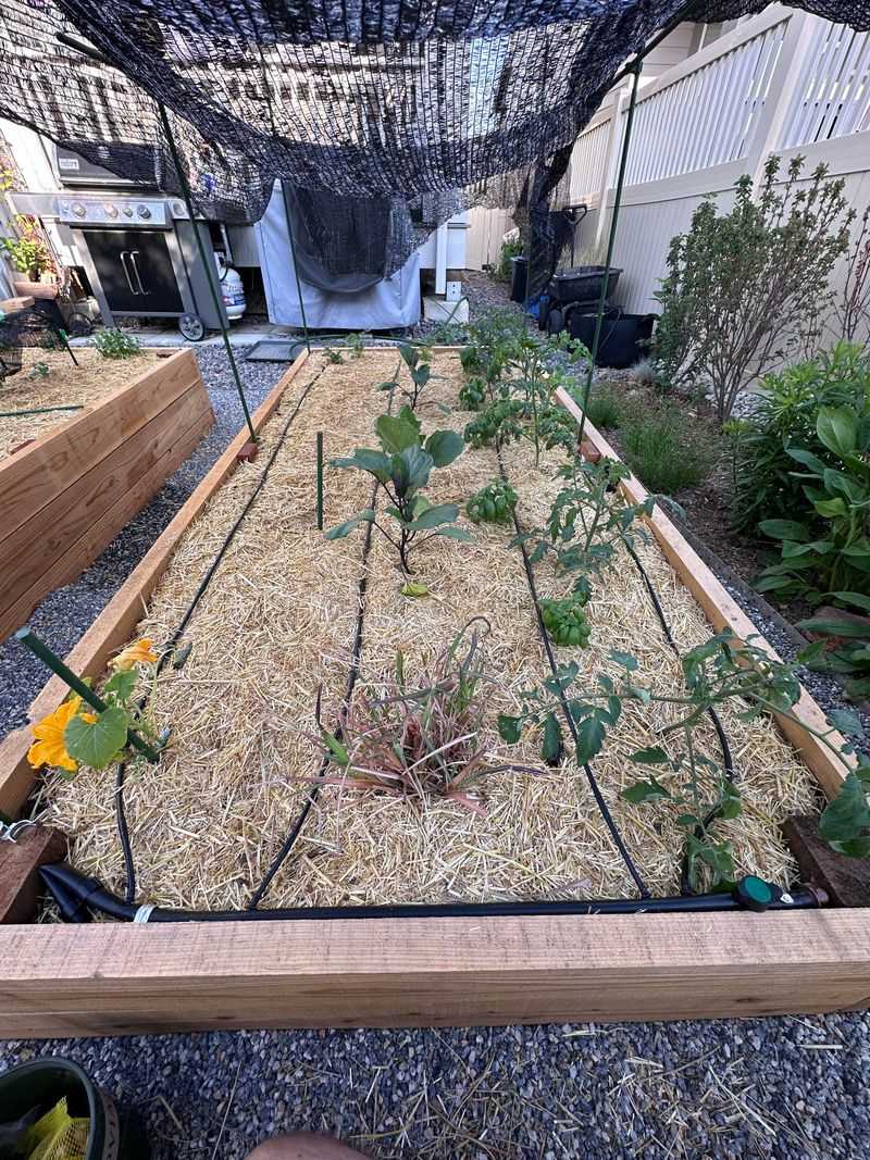Install Drip Irrigation To Save Water And Keep Soil Evenly Moist