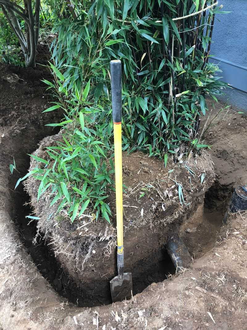 Install One Key Safeguard Before The Roots Spread