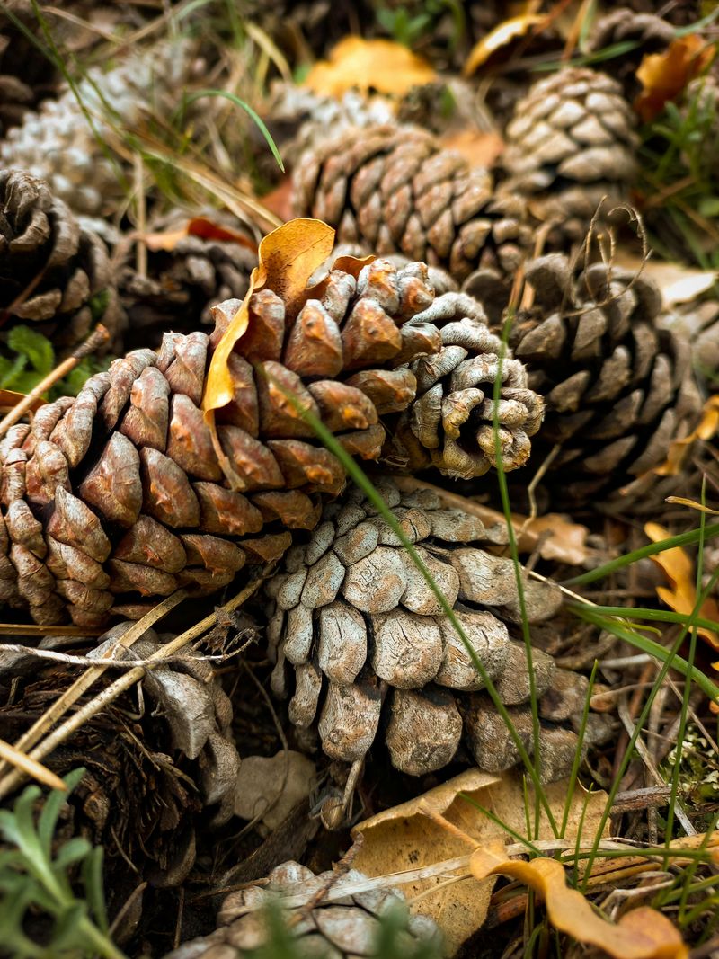 Insulating Plant Roots From Frost