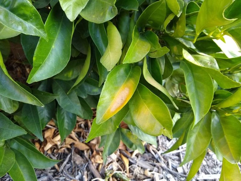 Intense Heat Often Causes Moisture Stress In Citrus Trees