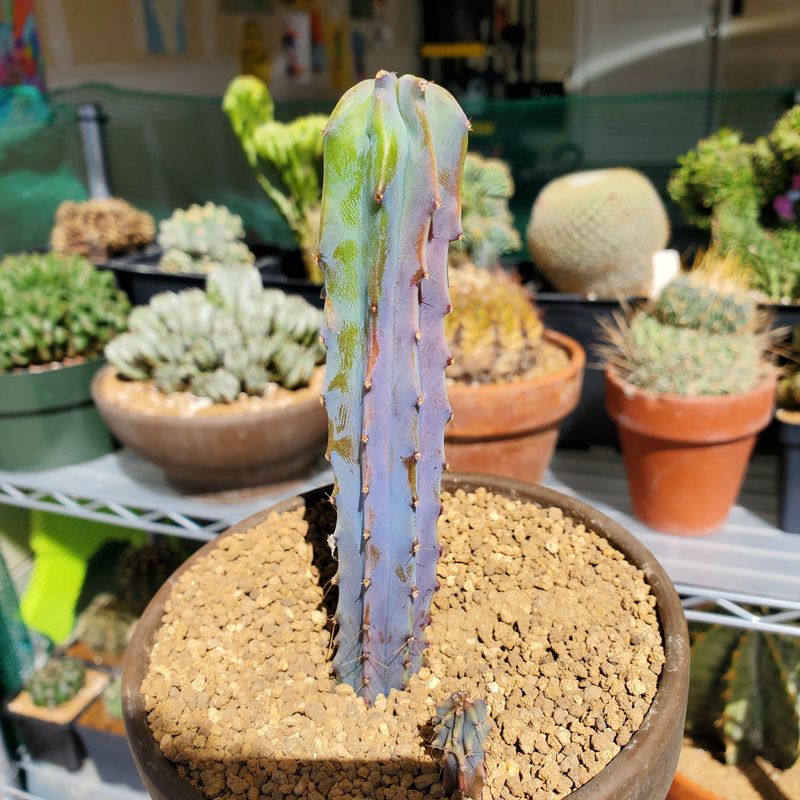 Intense Sun Exposure Can Trigger Purple Coloring