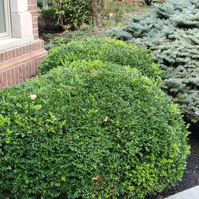 Interior Thinning Improves Airflow During Humid Months Interior Thinning Improves Airflow During Humid Months