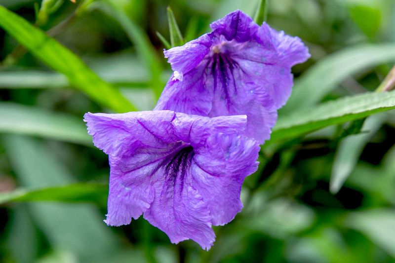 Invasive Beauties Are Getting Pushed Off The Guest List