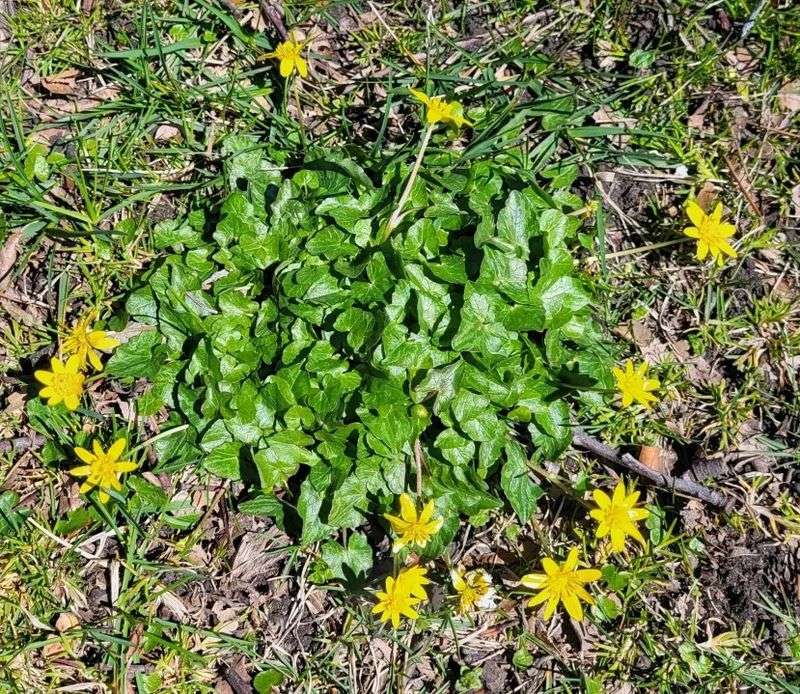 Invasive Plants And Weed Seeds Should Stay Out