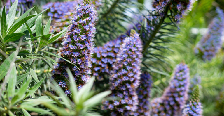 Invasive Plants California Gardeners Often Mistake For Natives