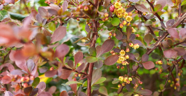 japanese barberry
